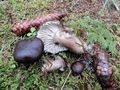 Hygrophorus camarophyllus